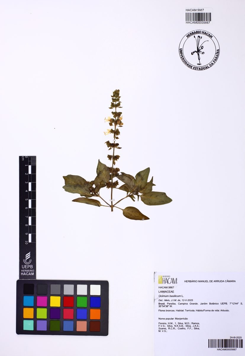 Ocimum basilicum photograph 6