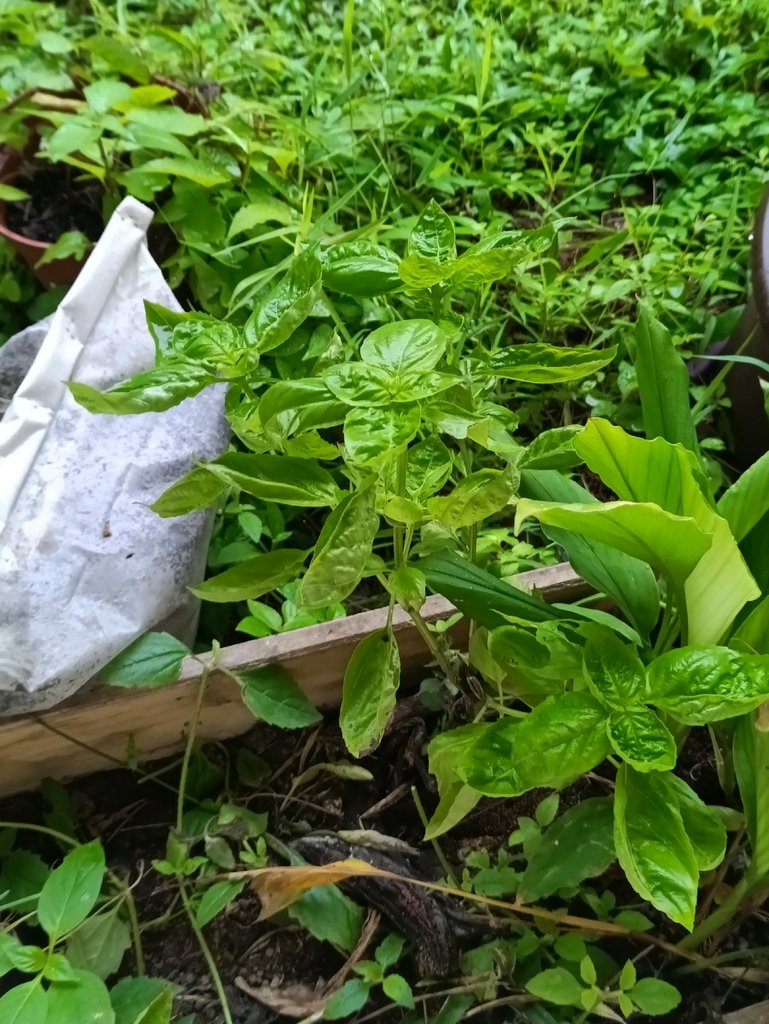 Ocimum basilicum
