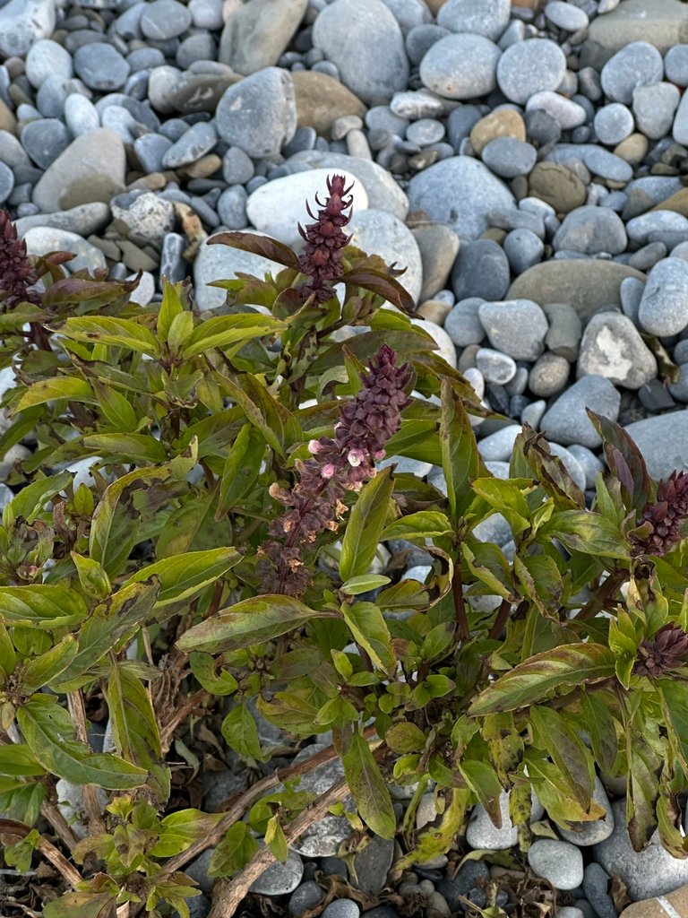 Ocimum basilicum photograph 2