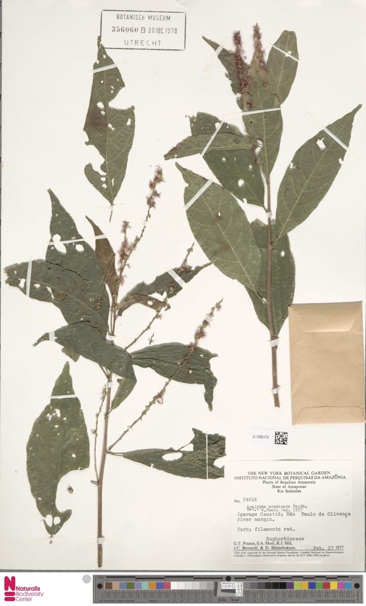 Acalypha acuminata photograph 2