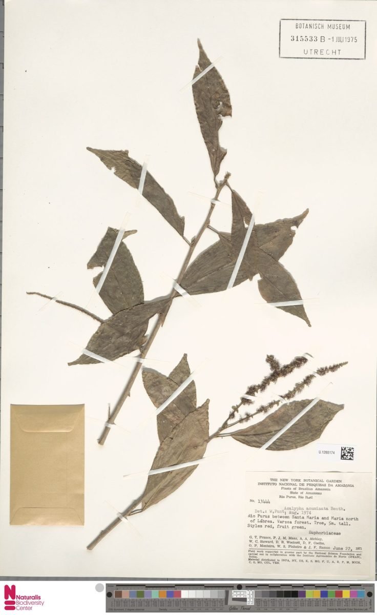 Acalypha acuminata photograph 3