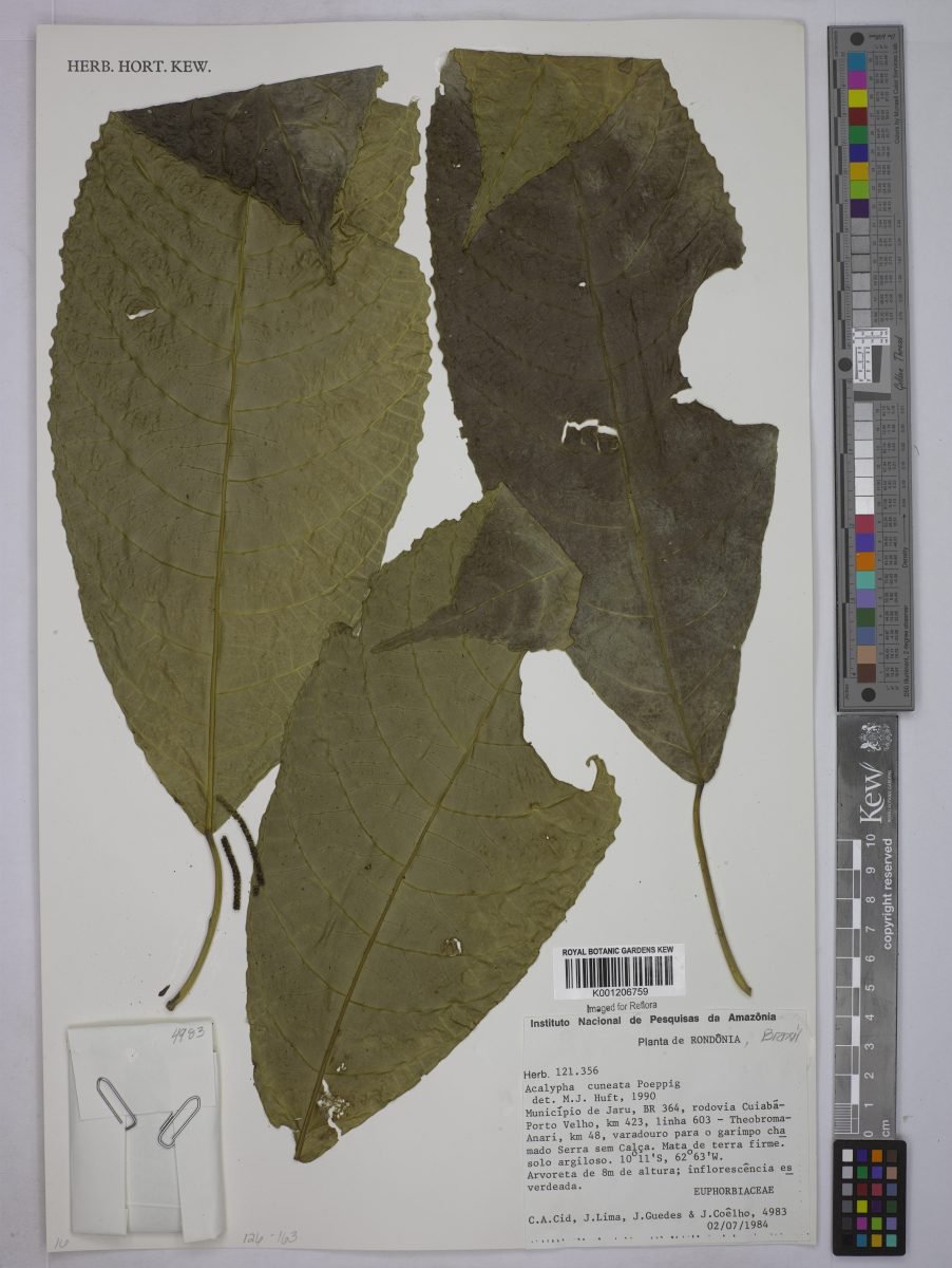 Acalypha acuminata