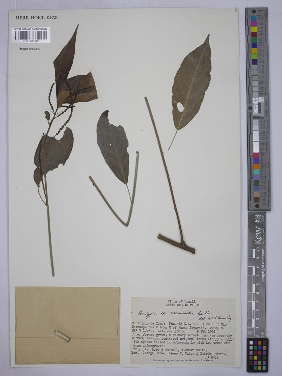Acalypha acuminata photograph 4
