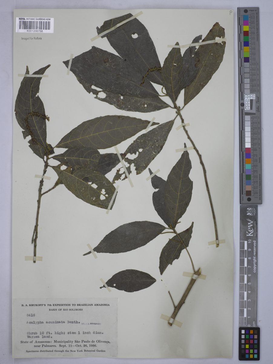 Acalypha acuminata photograph 5