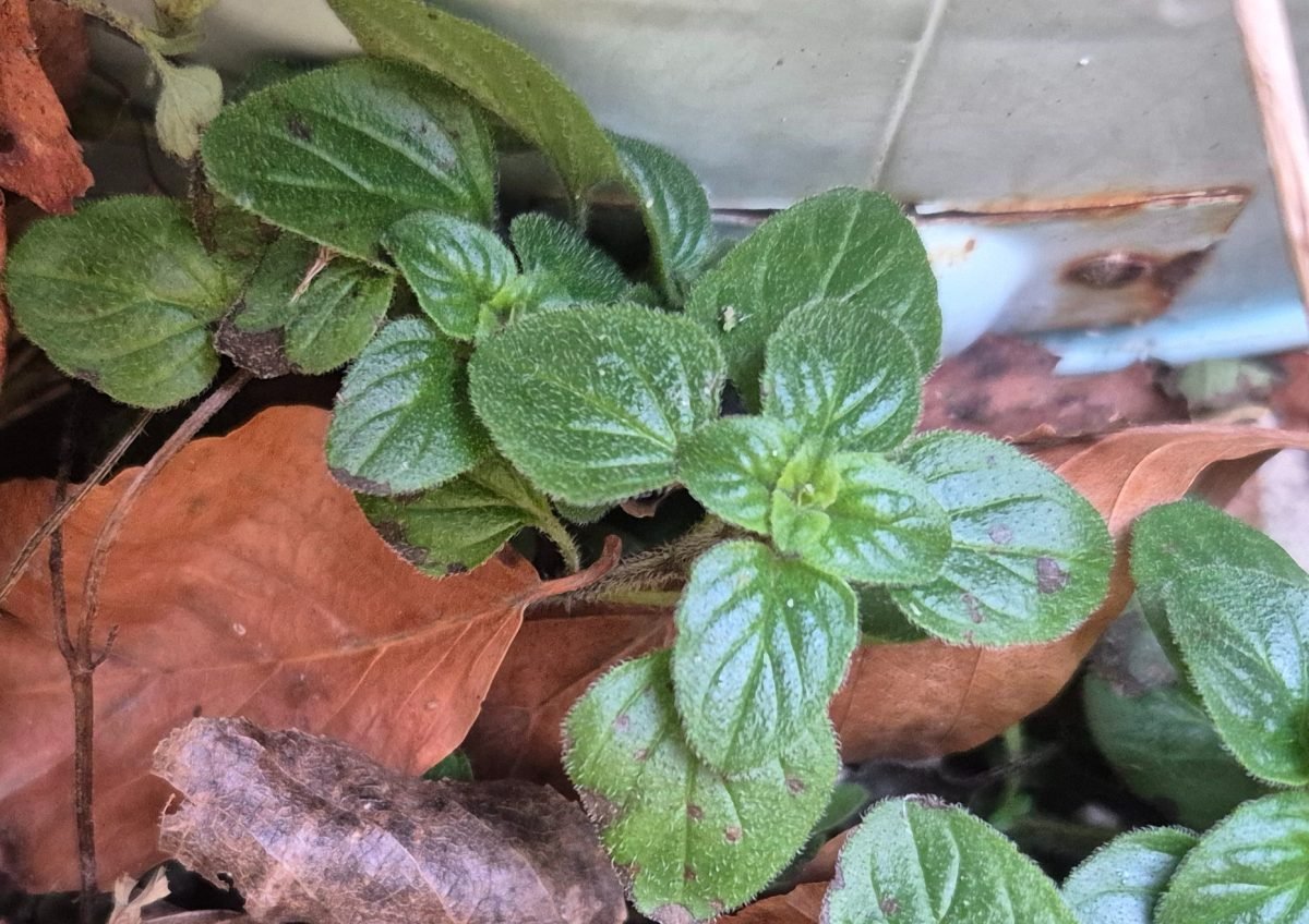 Origanum vulgare photograph 5