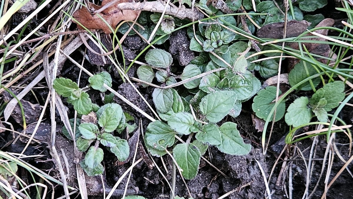 Origanum vulgare photograph 2