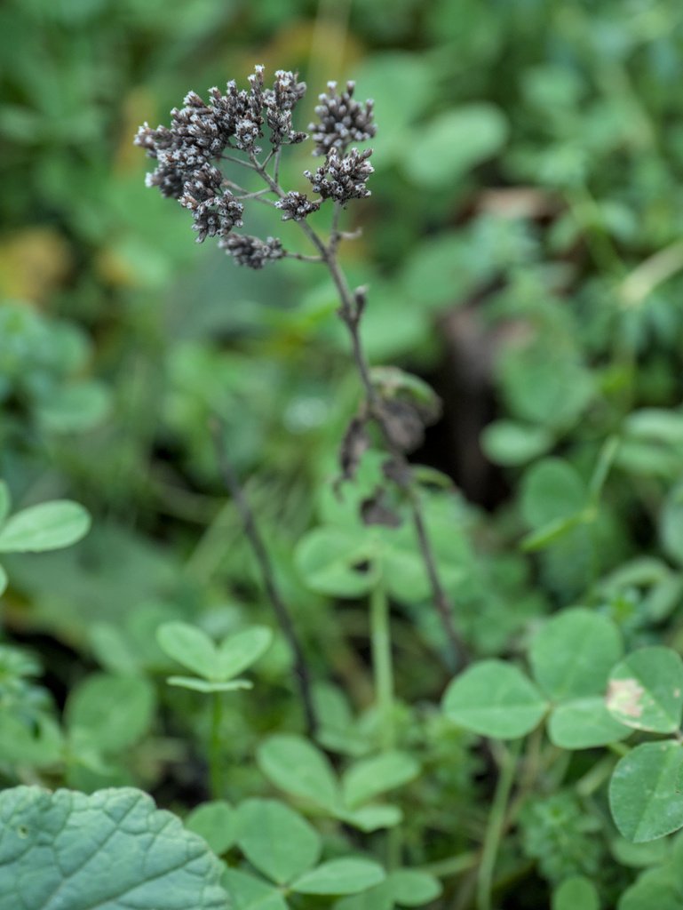 Origanum vulgare