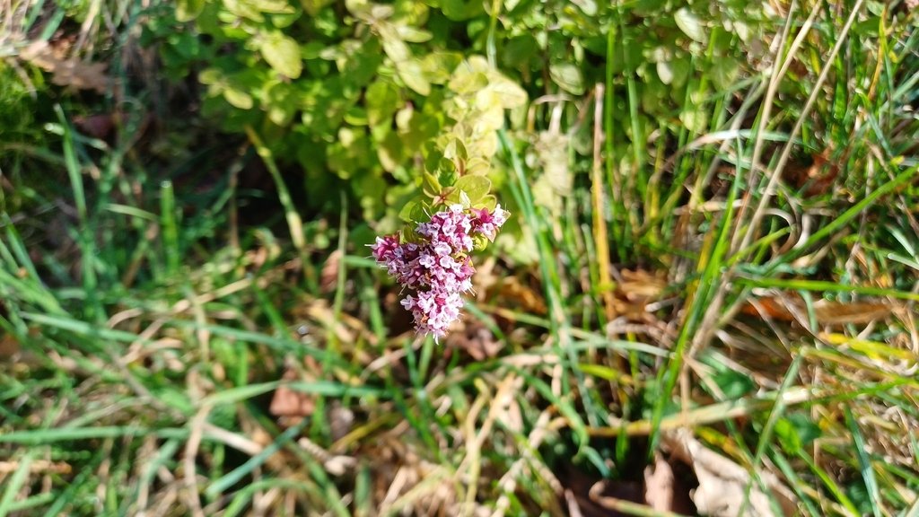 Origanum vulgare photograph 6