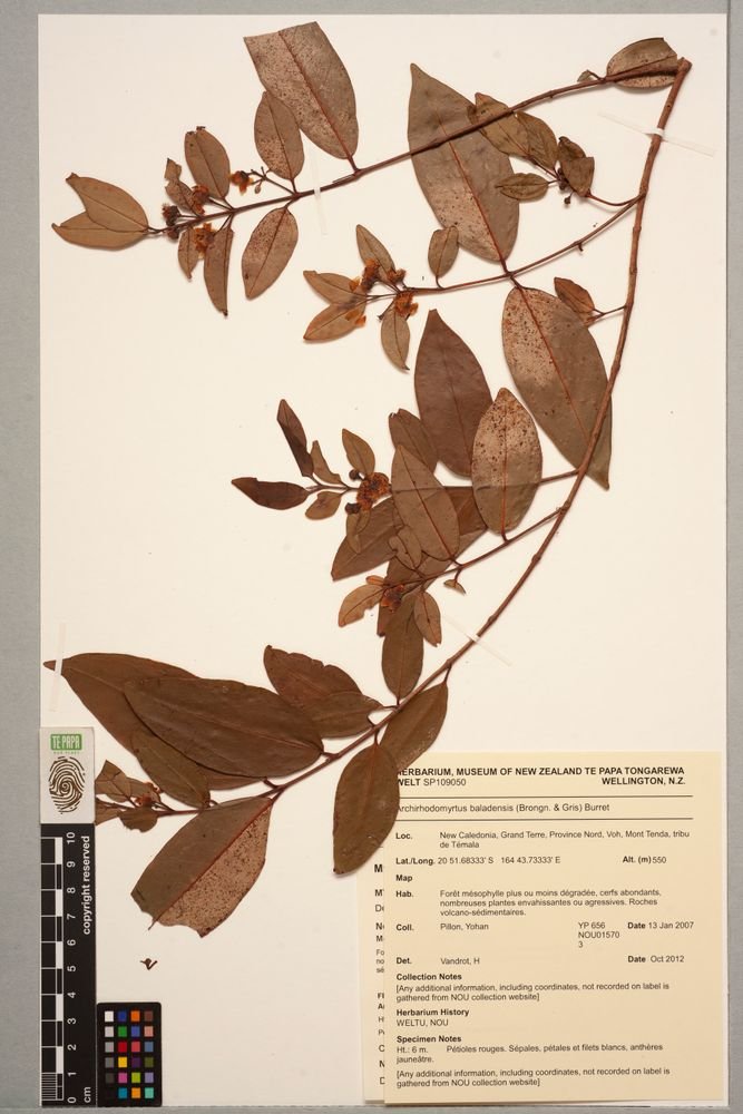 Archirhodomyrtus baladensis photograph 5