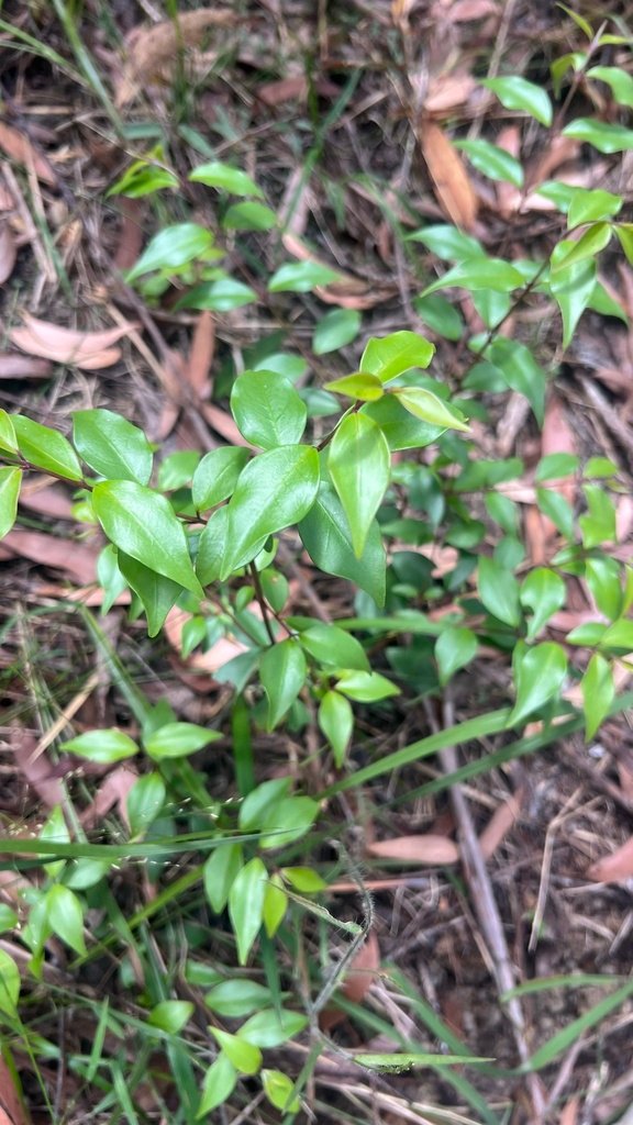 Archirhodomyrtus beckleri photograph 3