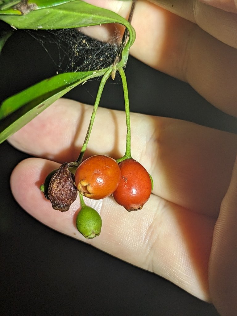 Archirhodomyrtus beckleri photograph 4
