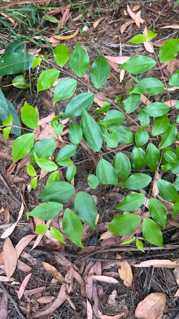 Archirhodomyrtus beckleri photograph 2