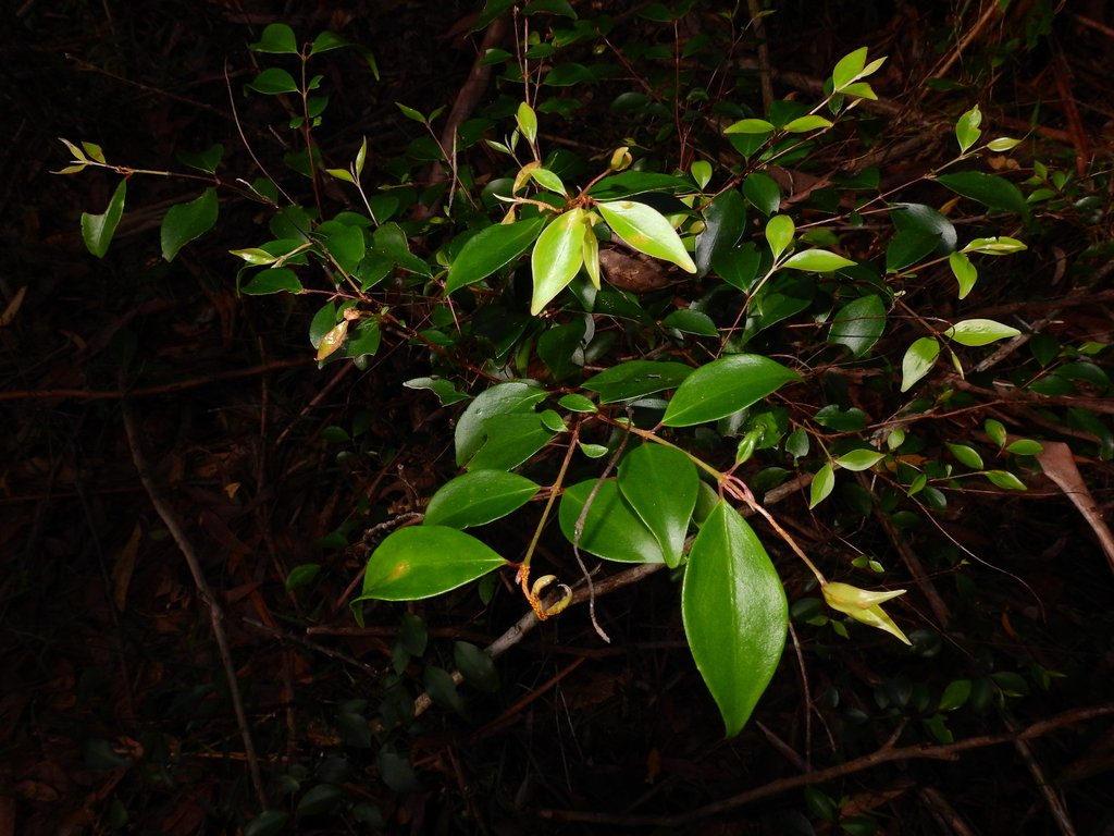 Archirhodomyrtus beckleri