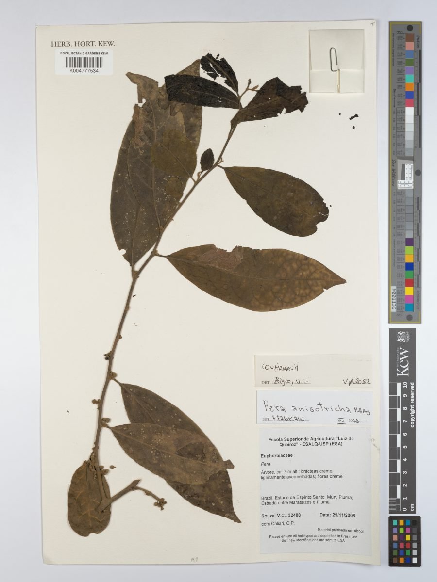 Pera anisotricha photograph 6