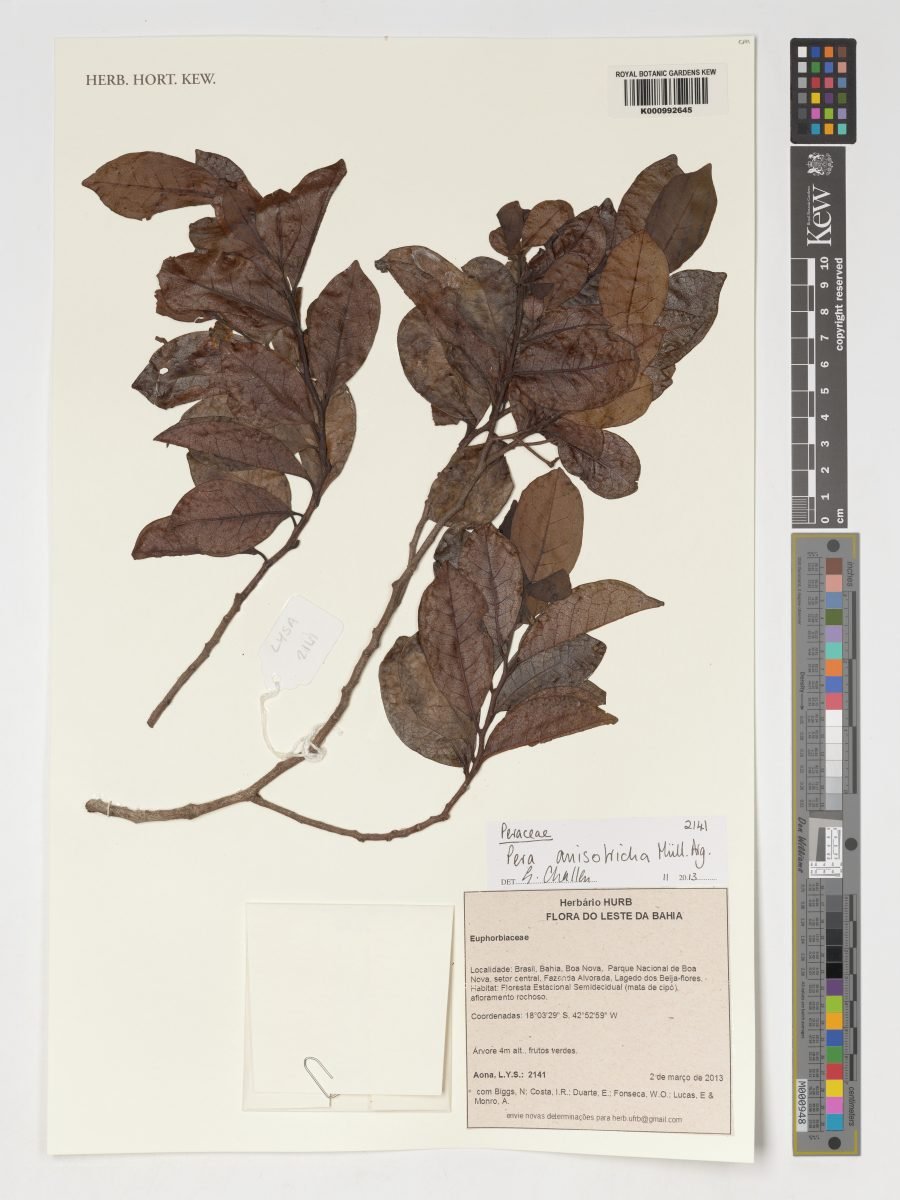 Pera anisotricha photograph 5