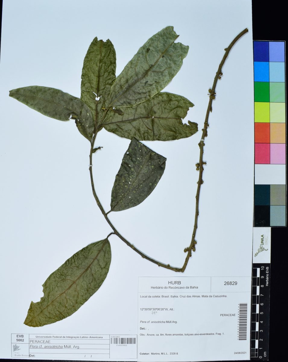 Pera anisotricha photograph 2
