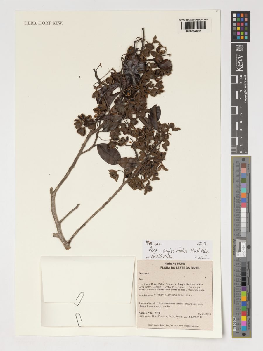 Pera anisotricha photograph 3