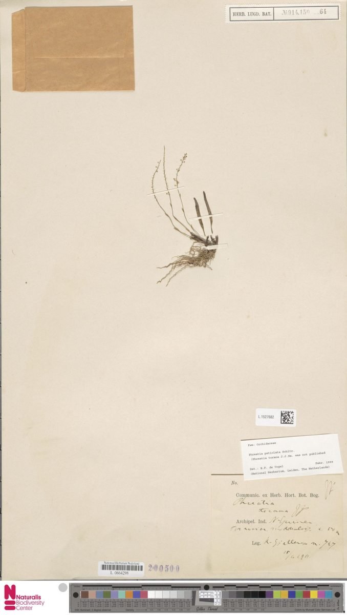 Phreatia petiolata photograph 4
