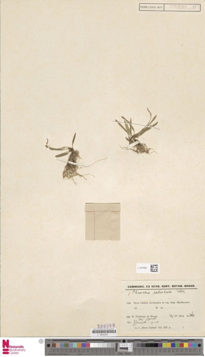 Phreatia petiolata photograph 3
