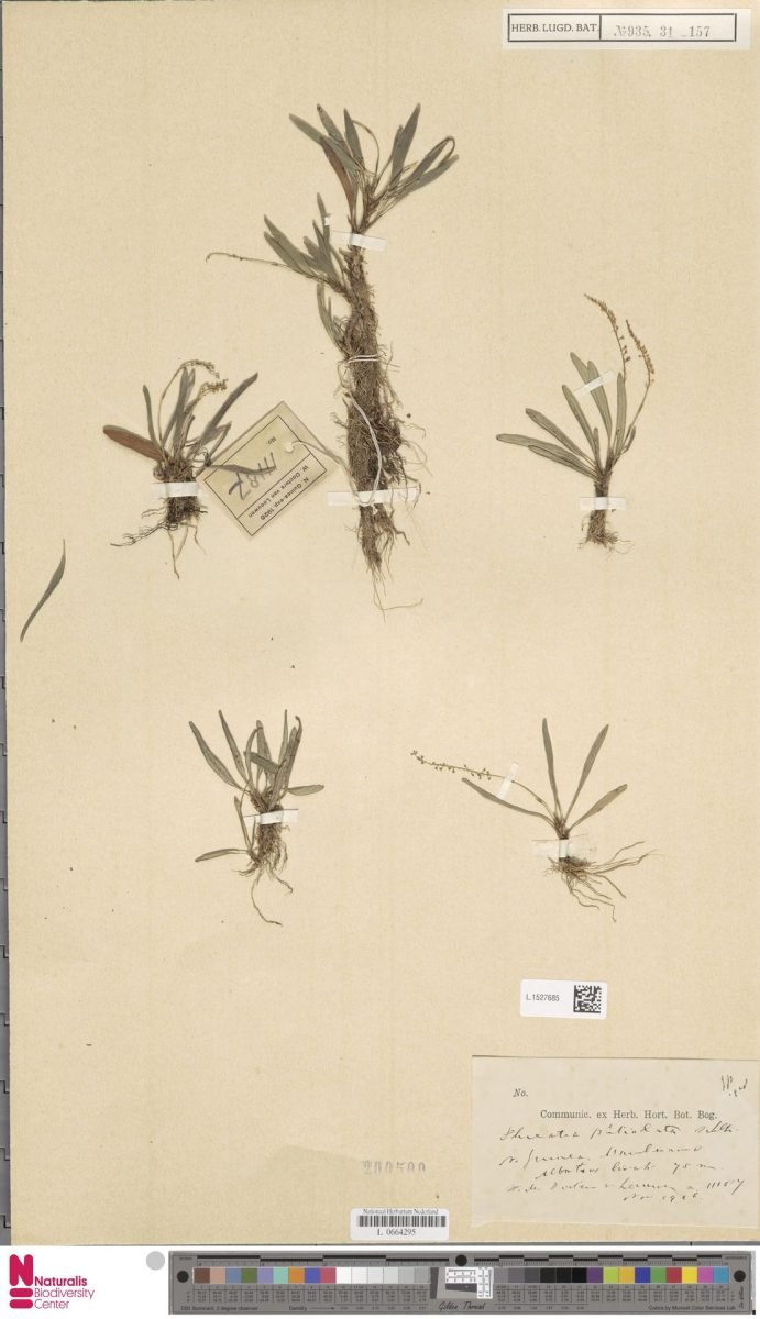 Phreatia petiolata photograph 2