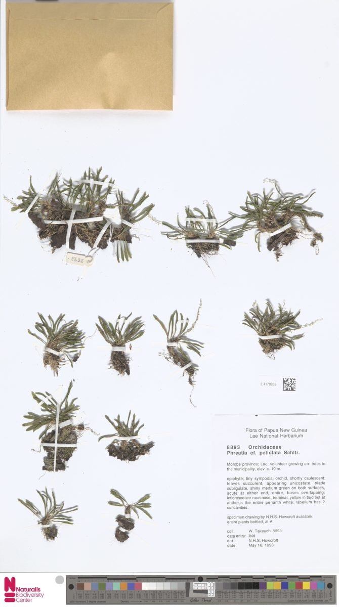 Phreatia petiolata
