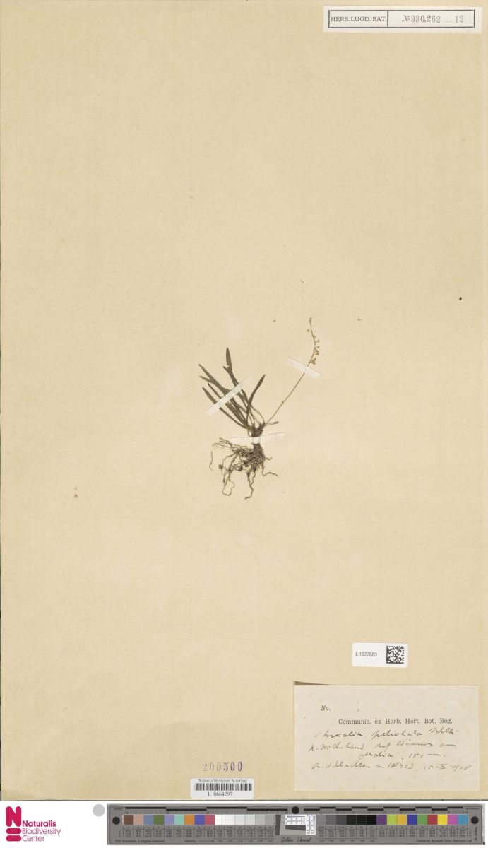 Phreatia petiolata photograph 5