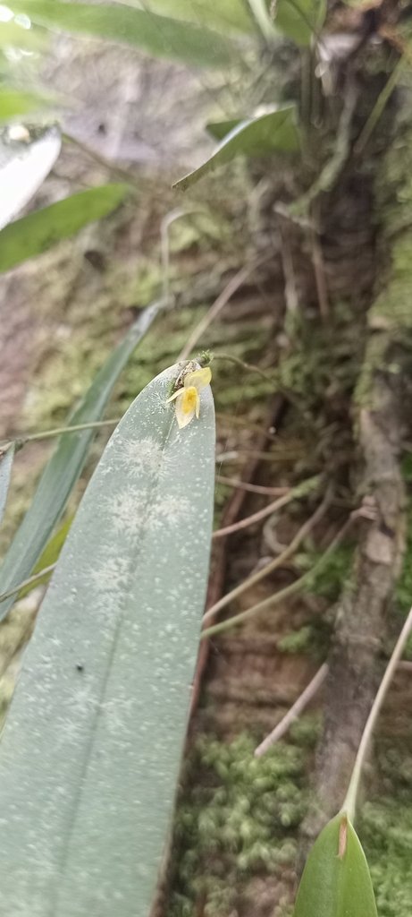 Pleurothallis discoidea photograph 2