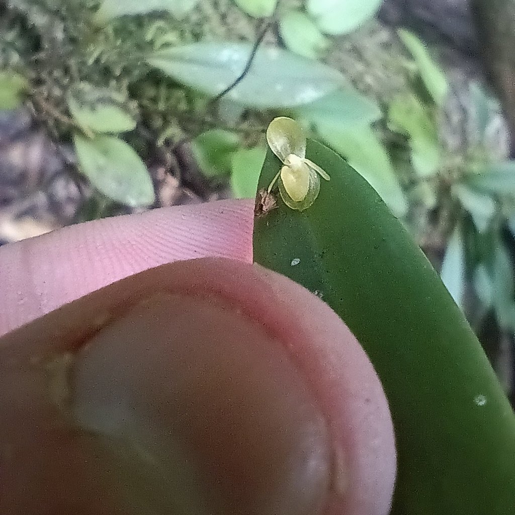 Pleurothallis discoidea