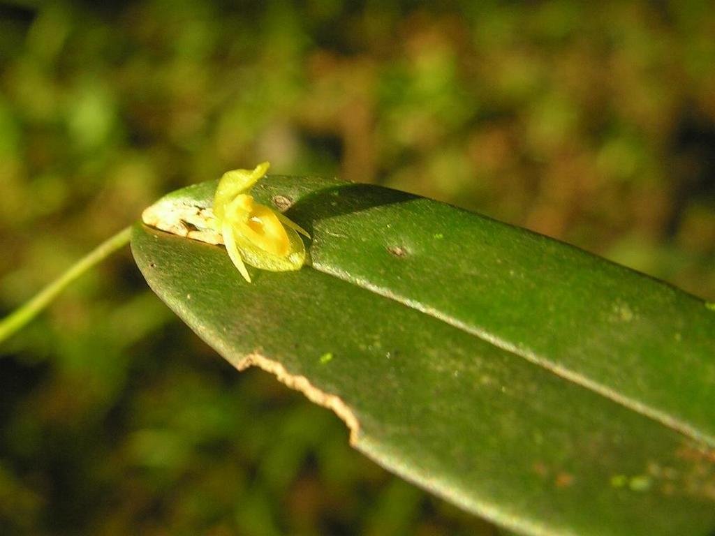 Pleurothallis discoidea photograph 3