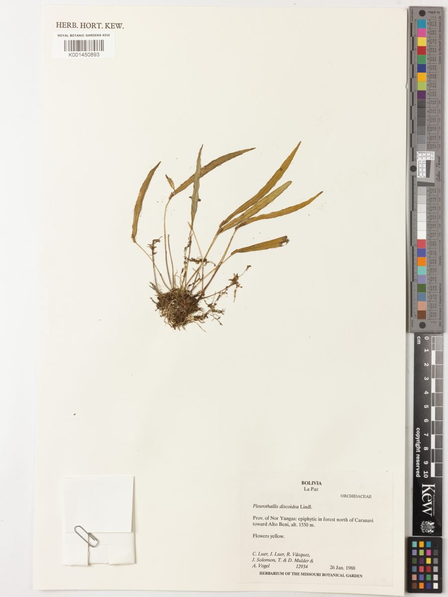 Pleurothallis discoidea photograph 5