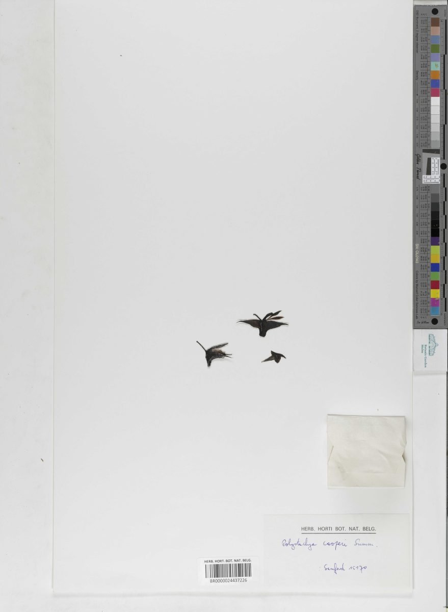 Polystachya cooperi photograph 4