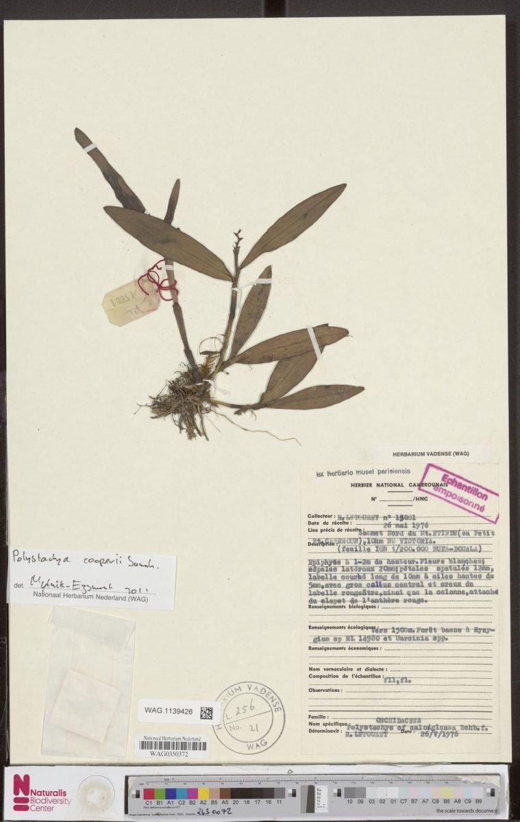 Polystachya cooperi photograph 2