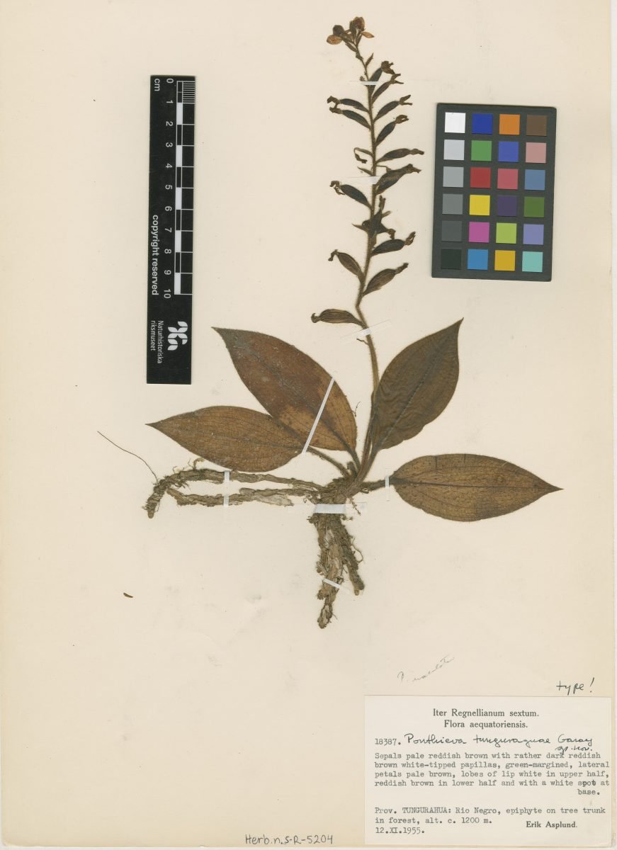 Ponthieva tunguraguae