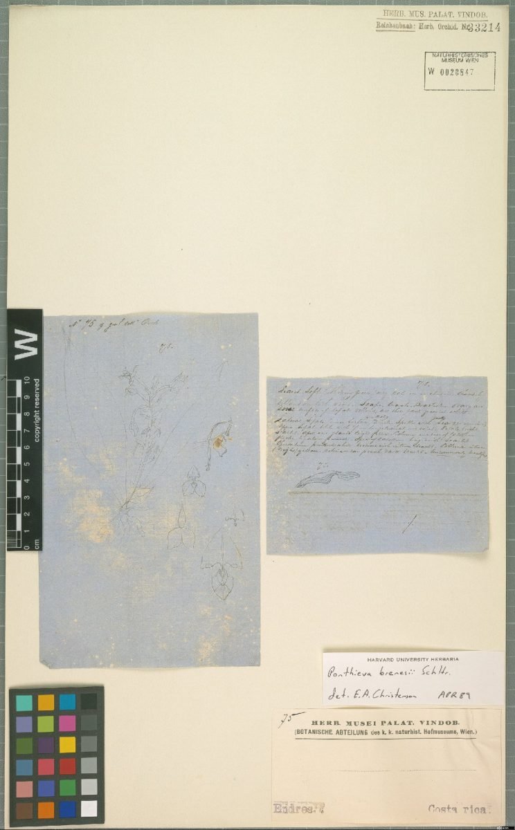 Ponthieva villosa photograph 5
