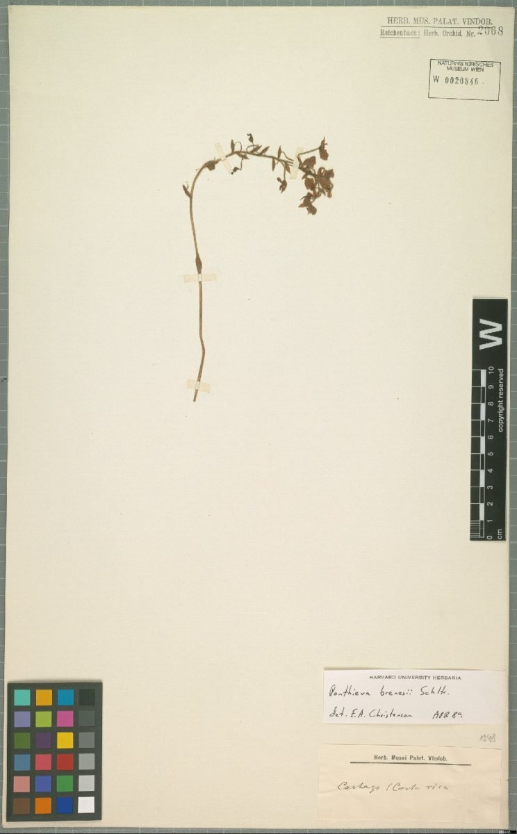 Ponthieva villosa photograph 4