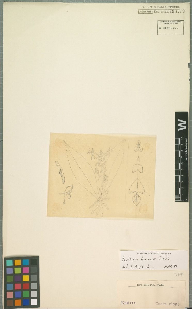 Ponthieva villosa photograph 6
