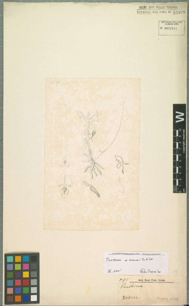 Ponthieva villosa photograph 3