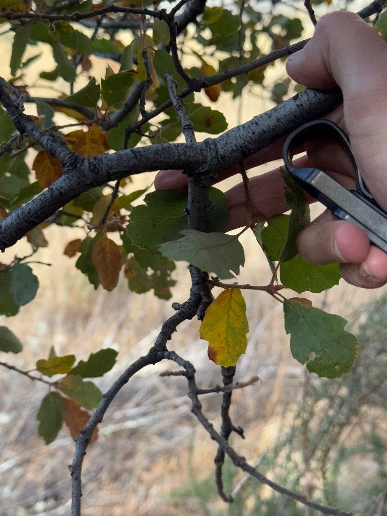 Quercus × alvordiana photograph 4