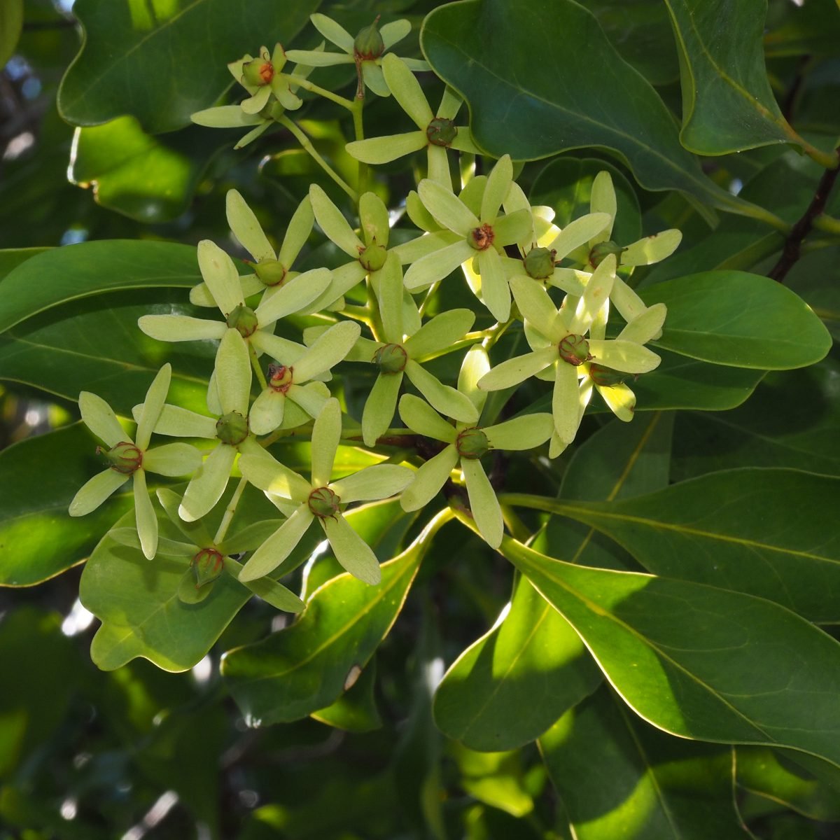 Asteropeia multiflora