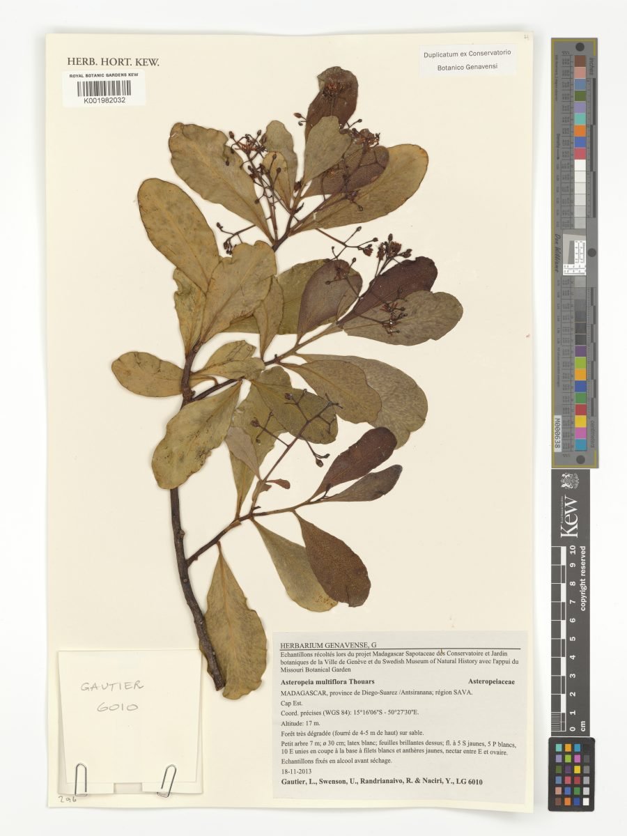 Asteropeia multiflora photograph 2