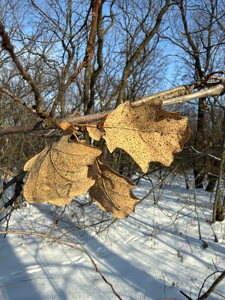 Quercus robur