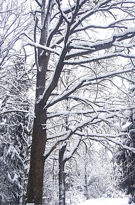 Quercus robur photograph 3