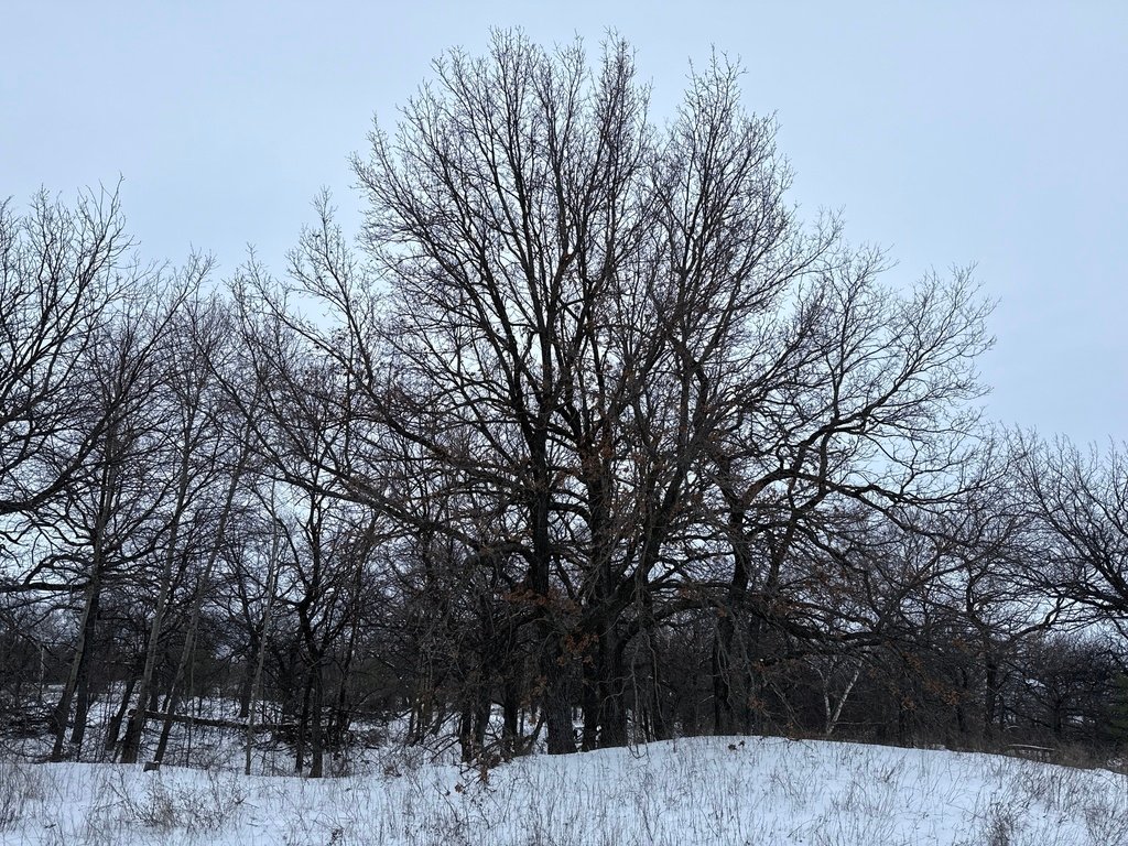 Quercus robur photograph 2