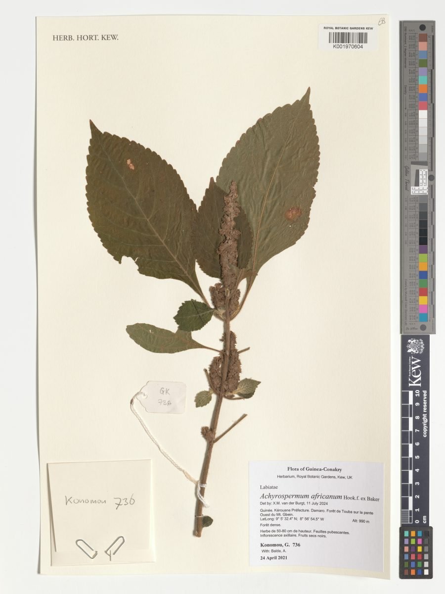 Achyrospermum africanum