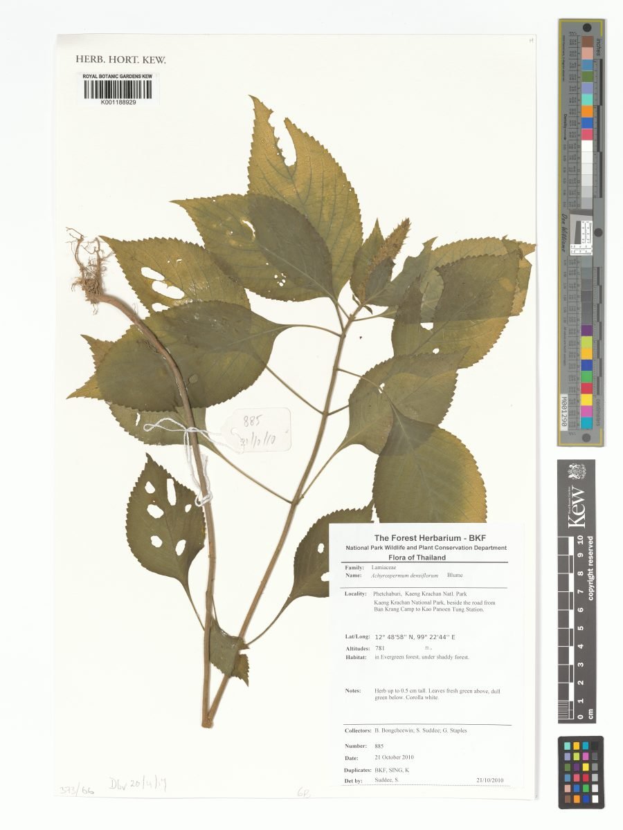 Achyrospermum densiflorum photograph 5