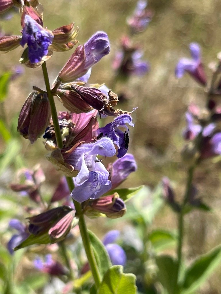Salvia officinalis photograph 6