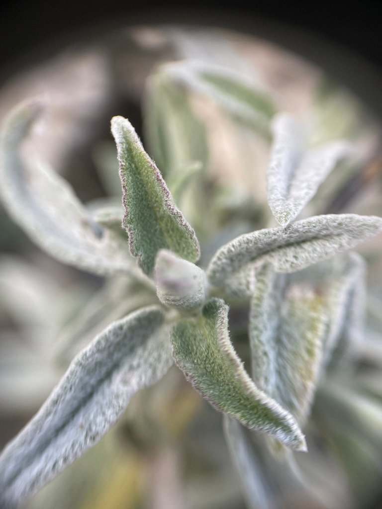 Salvia officinalis photograph 3