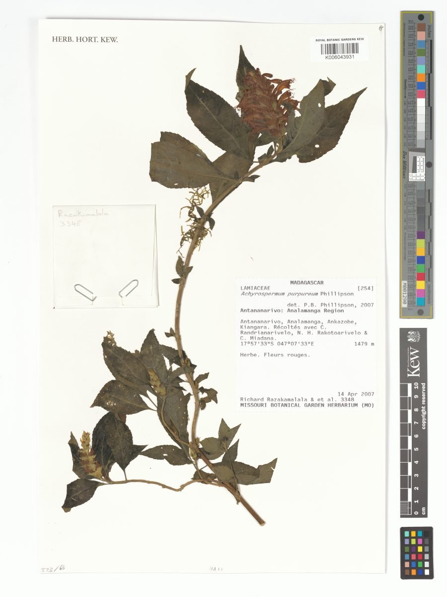 Achyrospermum purpureum photograph 4