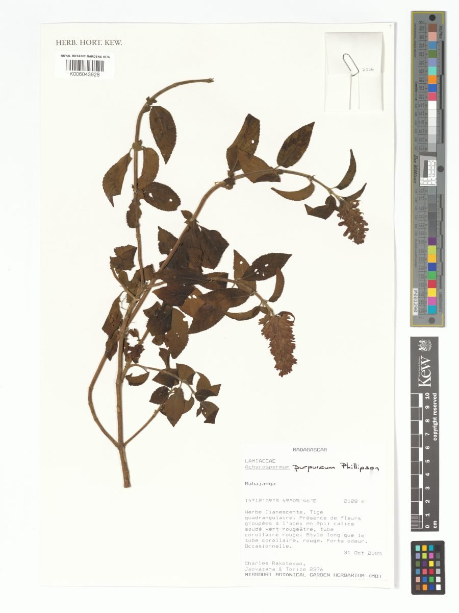 Achyrospermum purpureum photograph 5