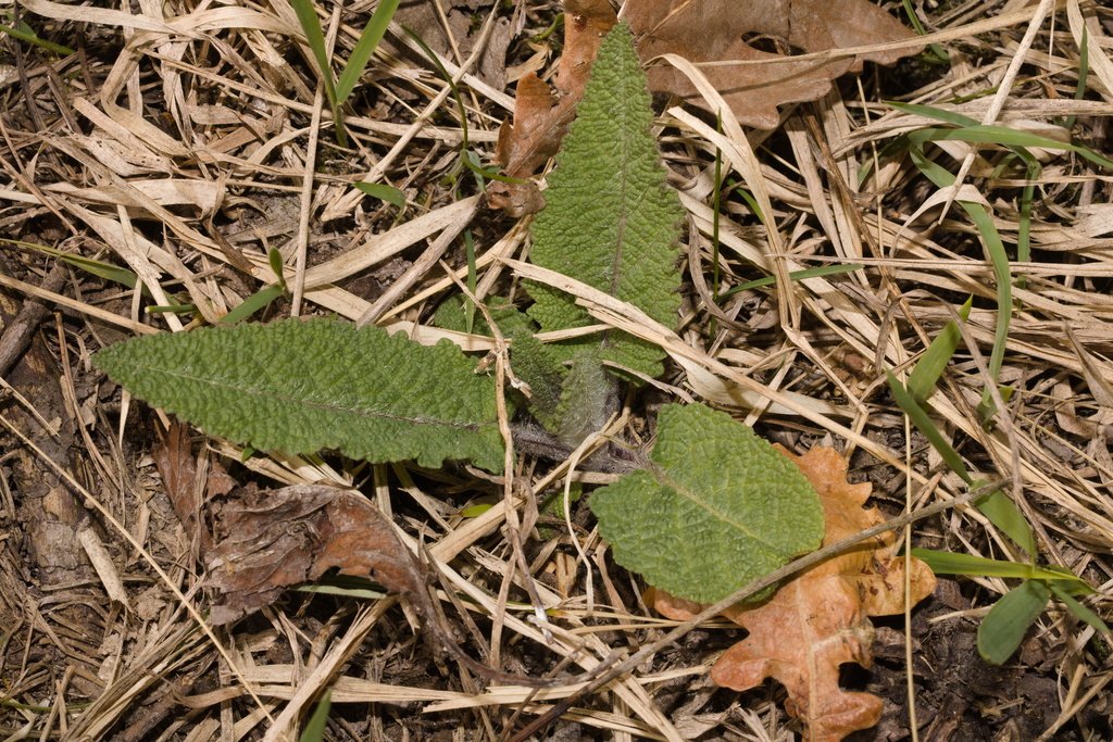 Salvia pratensis photograph 6